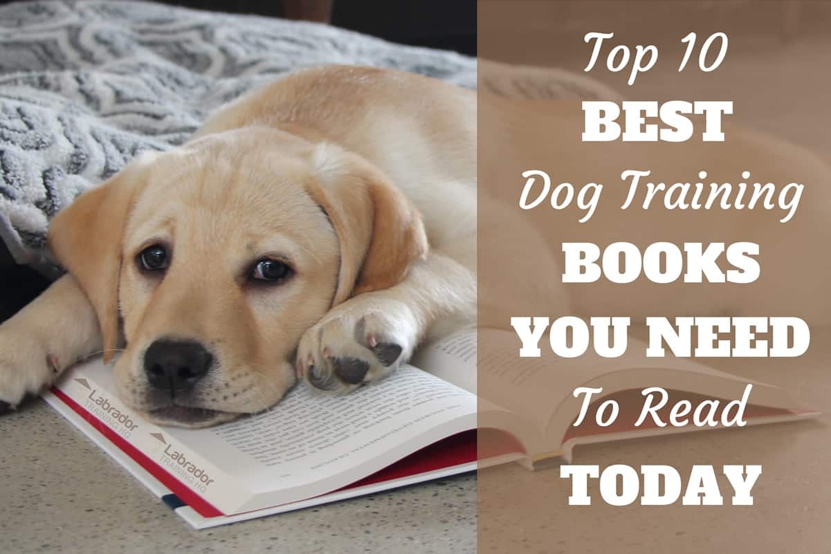 10 of the best books where dogs are the main focus
