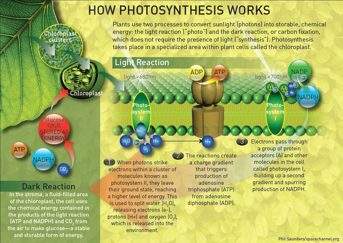 Artificial photosynthesis can produce food in total darkness