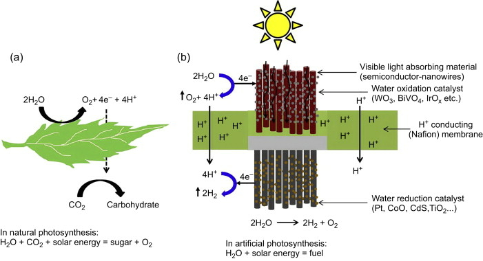 Artificial photosynthesis can produce sunless food