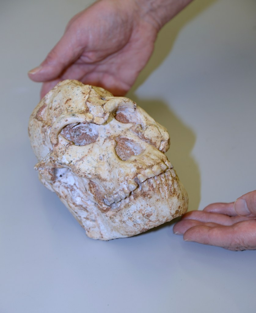 Interesting insight into the life of the ‘Little Foot’ open thanks to a high-tech fossil scan.