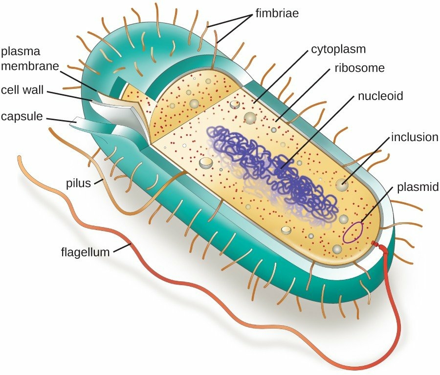 One centimeter long bacterium with DNA contained in metabolically active, membrane-bound organelles