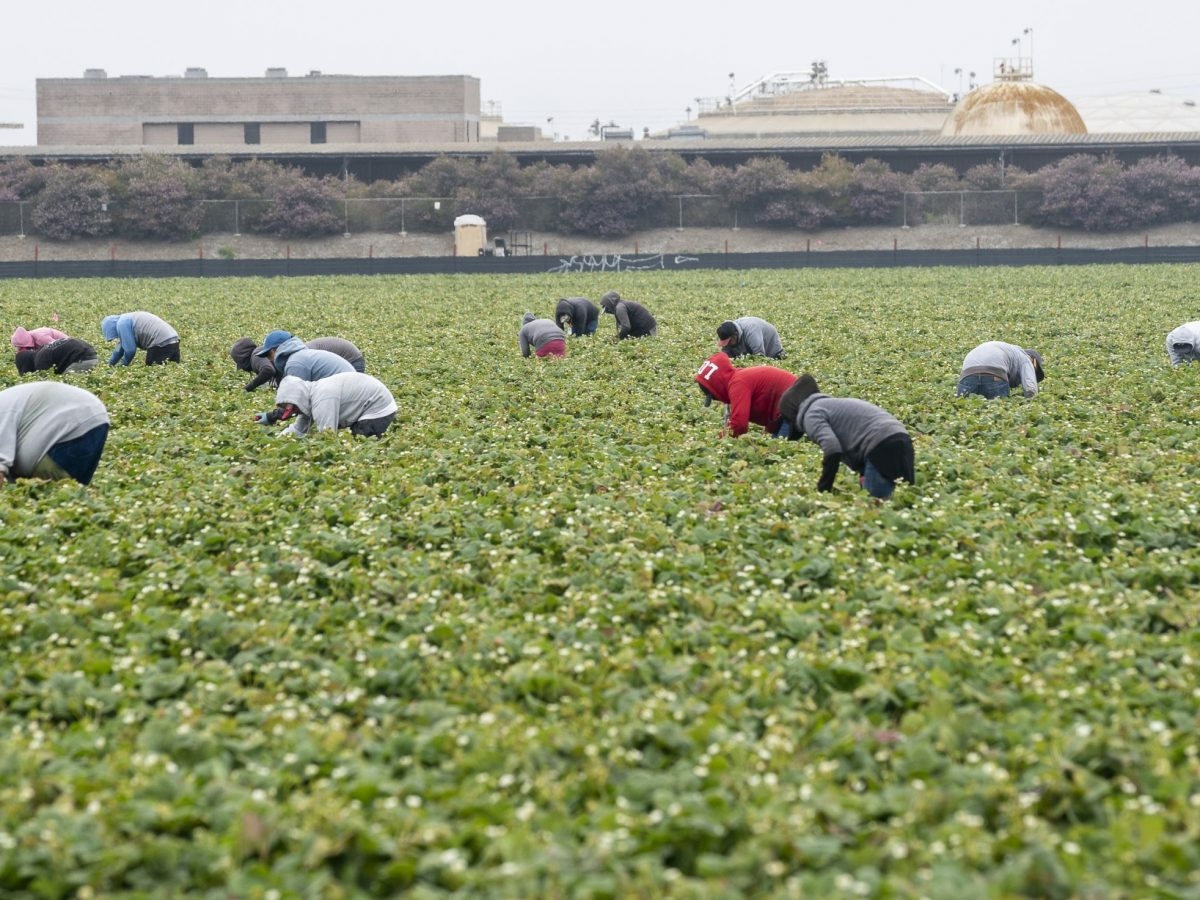 COVID study: California employers fail to keep food safe, farm workers safe