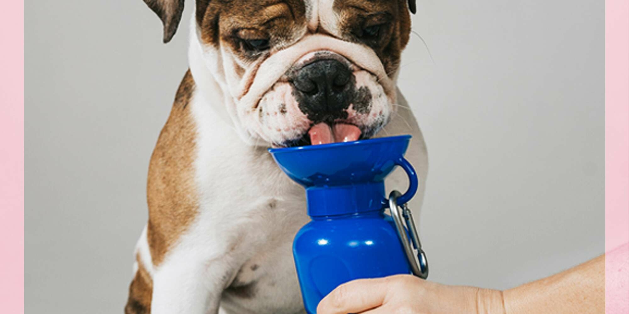 Springer Dog Travel Water Bottle is a Game Changer for Walks