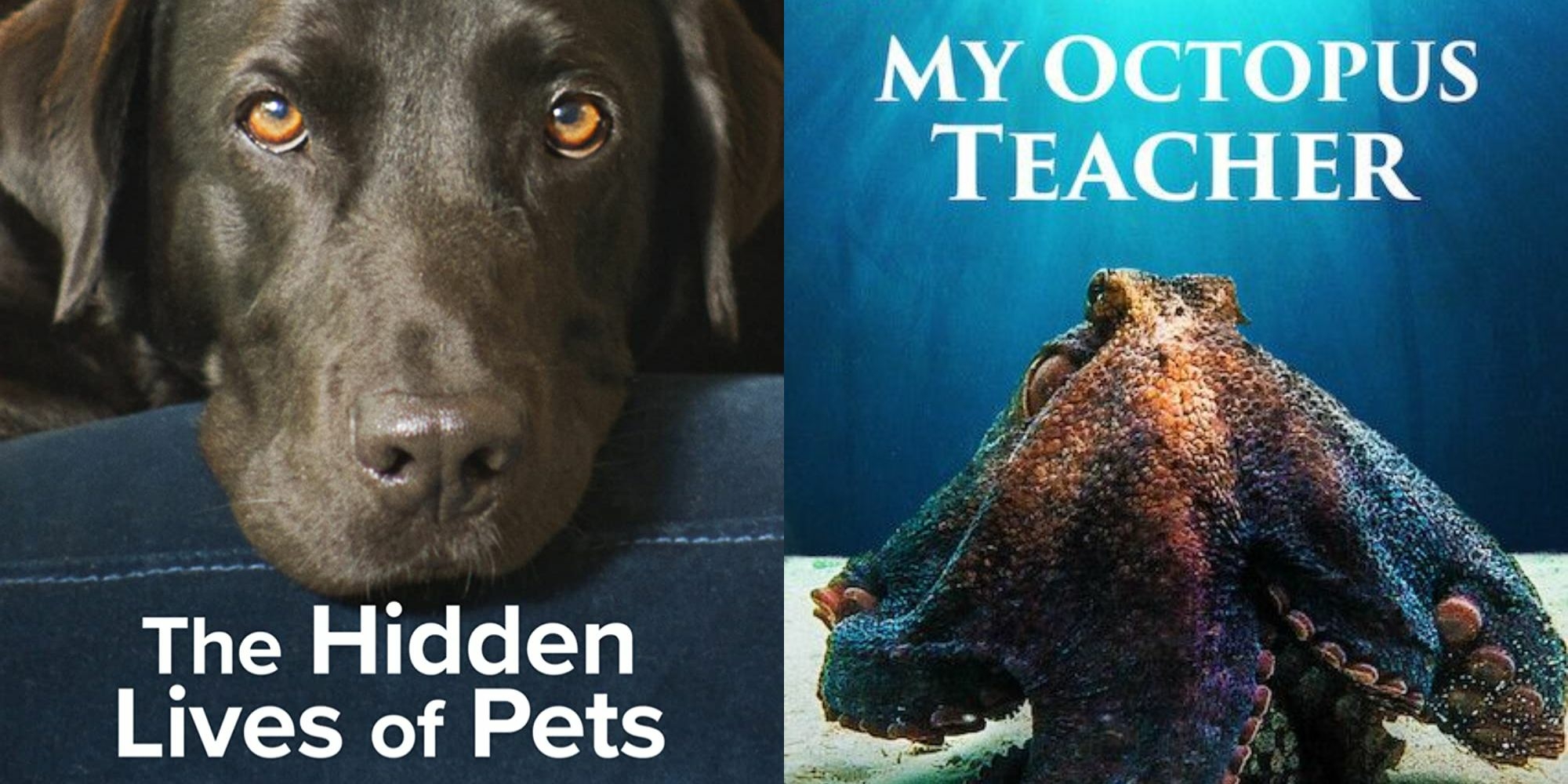 The 5 Best Animal Documentaries To Stream On Netflix Right Now