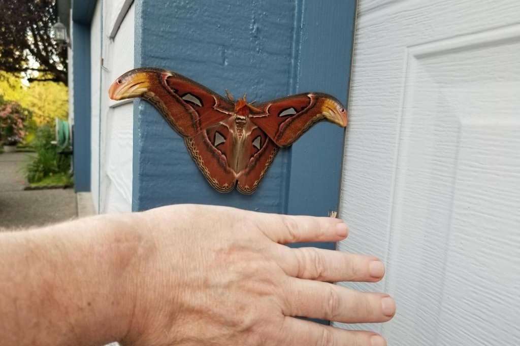 Giant atlas moth found in the United States for the first time