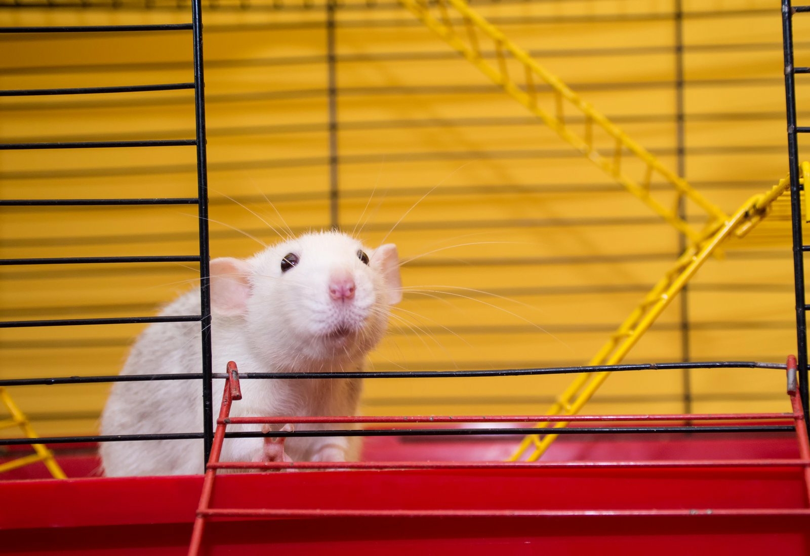 How science approaches the world without animal testing
