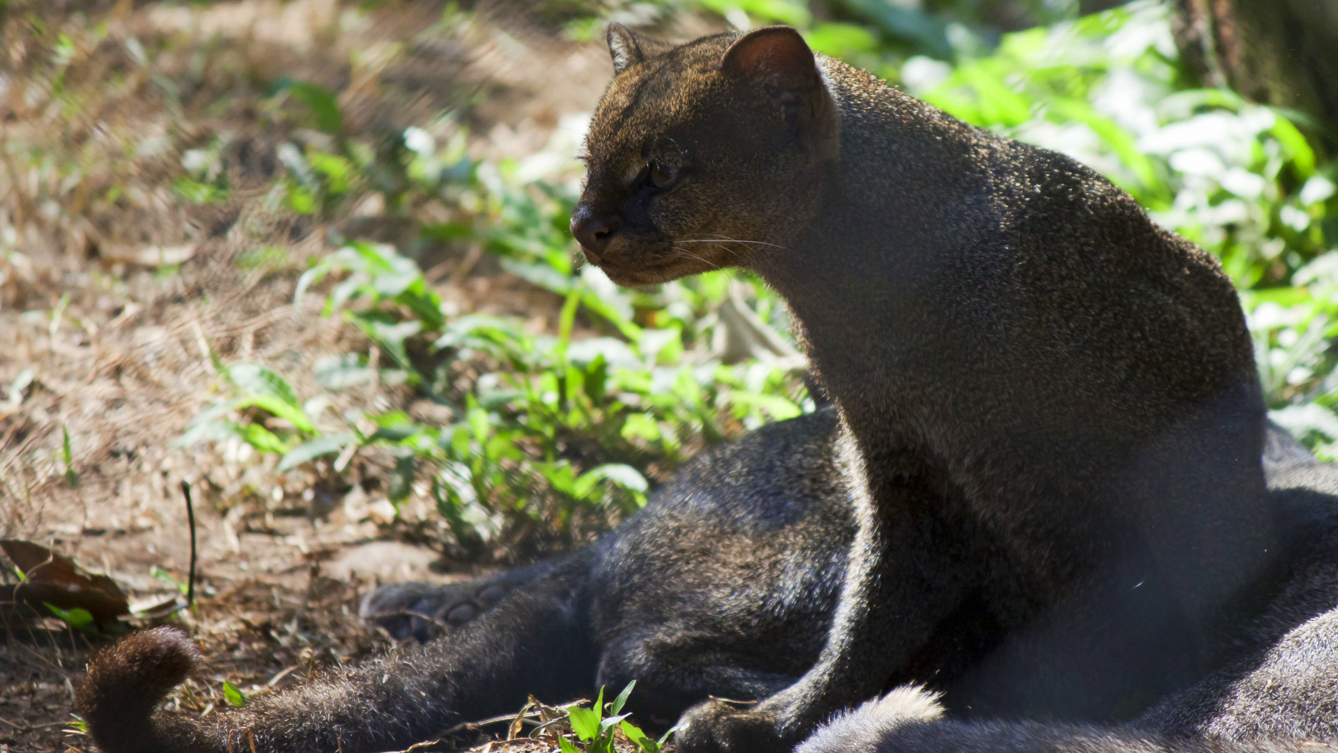 Is the jaguarundi extinct in the US? • The Revelator