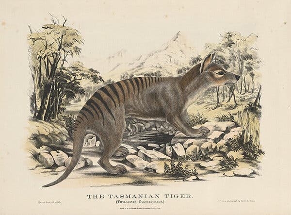 Scientists want to bring the extinct Tasmanian tiger back to life