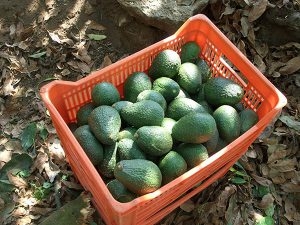The Mexican avocado industry celebrates the first export of avocados from Jalisco to the United States - Produce Blue Book