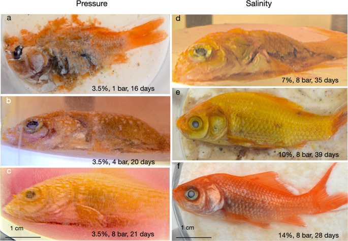 These researchers watched dead fish rot for 70 days—for science