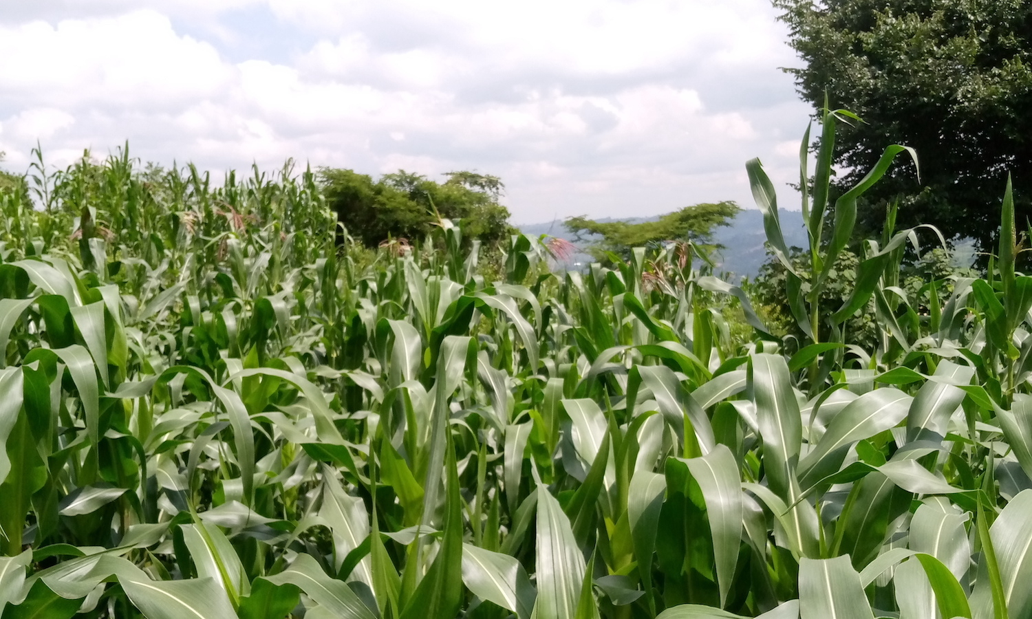 US Farmers Need Incentives to Grow Organic Grains – Food Tank